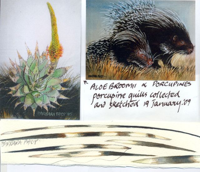 Porcupines & Aloes