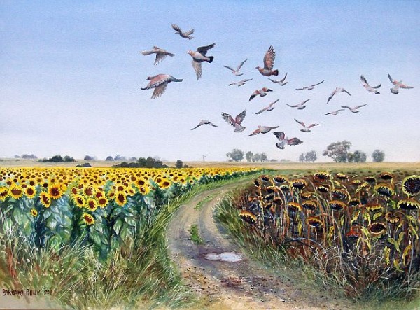 Rock Pigeons over the Sunflower Fields