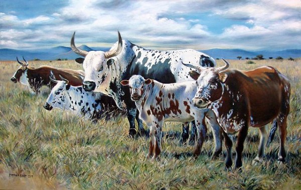 Nguni cattle herd