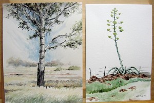 John's ink and watercolour drawings of a poplar tree, and an agave.