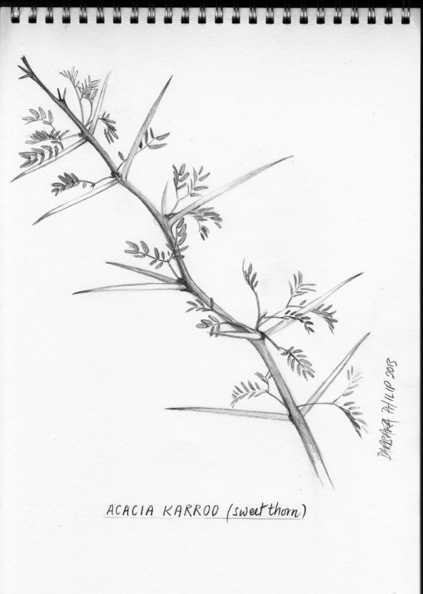 Acacia Karroo / Sweet thorn. Pencil sketch.