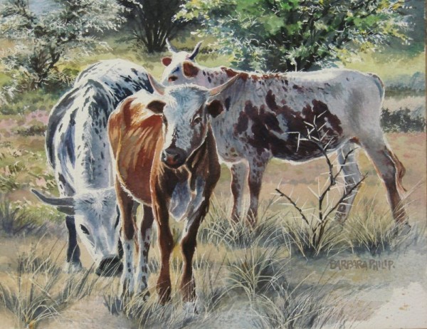 3 Nguni cattle and thorn trees