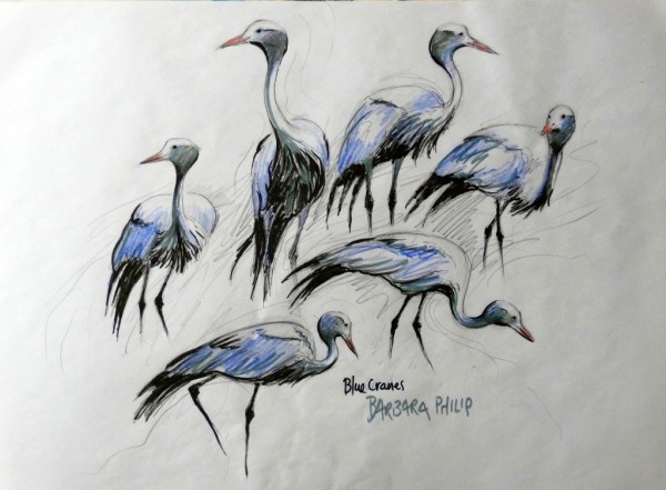  Blue Crane sketches