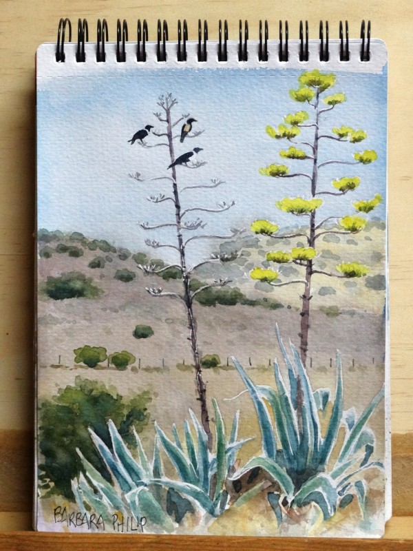 Crows on Agaves