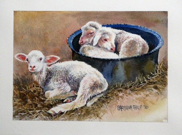 Orphaned Lambs.