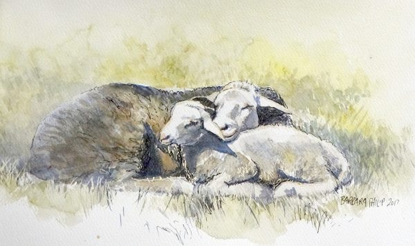 Sheep at rest