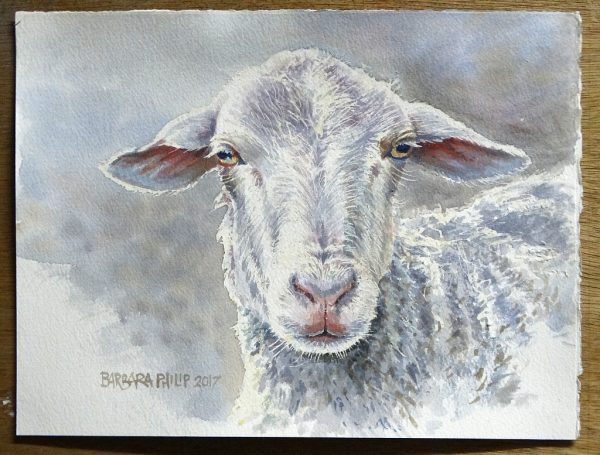 Sheep, portrait of a ewe.