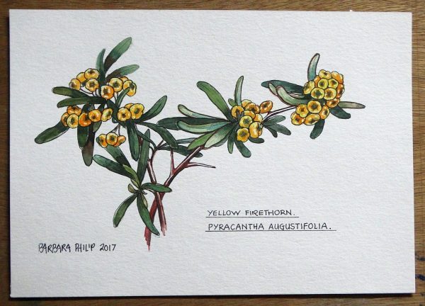 Botanical study . Yellow Firethorn