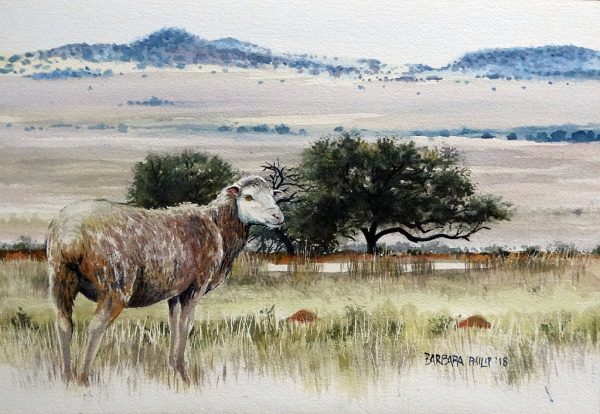 Karoo farm with single sheep