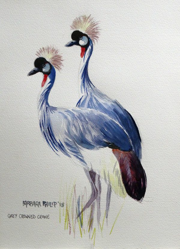 Balearica regulorum, Grey Crowned Crane,