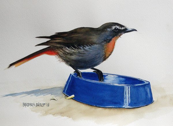 Cape robin-chat, eating cheese.