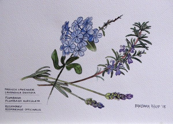 Blue Lavender, Plumbago & Rosemary.