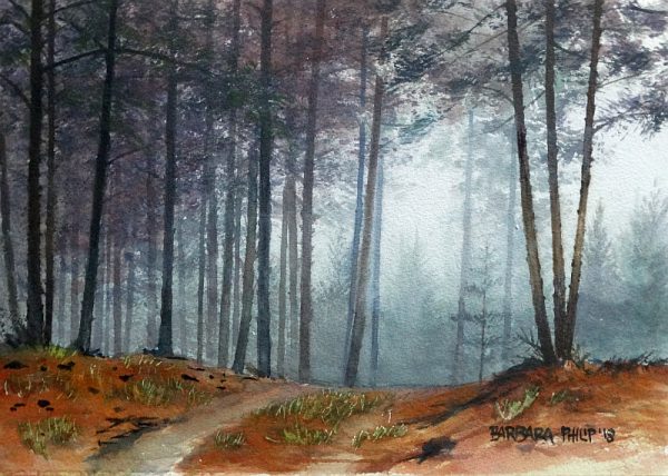 Road through the pine Forest, Buffelskloof,