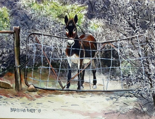 karoo donkey at the gate