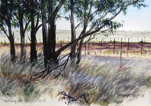 Eucalyptus trees in the grass