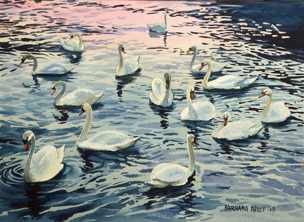 Swans. Lecco, Lake Como. Italy