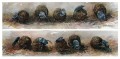 Dung Beetles painting