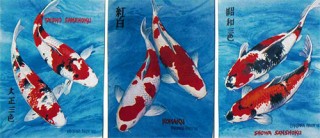 Koi fish painting. Sanke, Kohaku, Showa