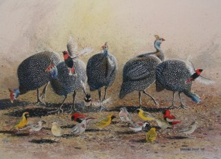 Guinea Fowl and Weavers. painting