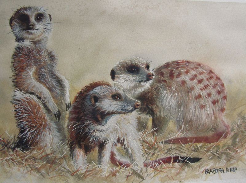 The First Study of our Silvermere Meerkat Family