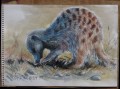 meercat painting
