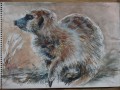 meercat painting 3