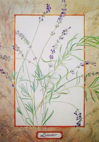 painting of Lavender