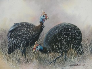 Painting of Guinea Fowl
