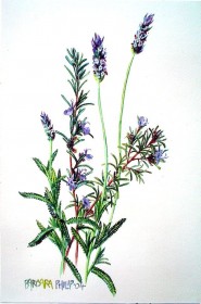 Painting of Lavender and Rosemary