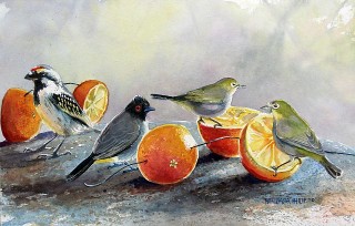 Painting of birds. Acacia Pied Barbet, Redeyed Bulbul & Cape White-eyes