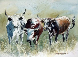 Nguni cattle study. watercolour