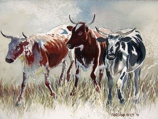 Nguni cattle, watercolour