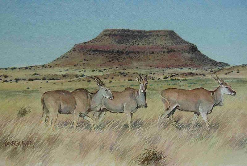 Eland Antelope Study.