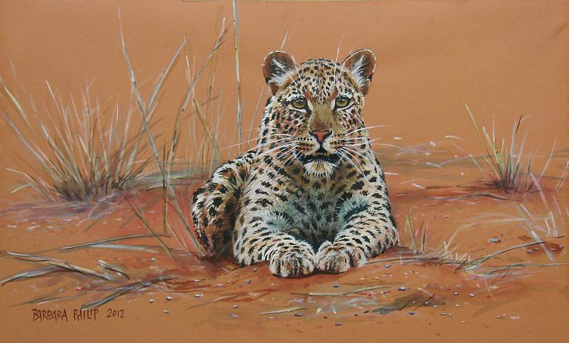 Kalahari Leopard