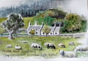 Field of sheep, Dunrobin