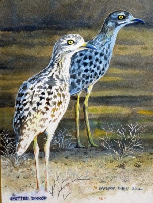 The Spotted Dikkop