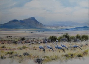 Blue Cranes & Karoo Landscape