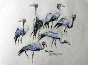 Blue Crane sketches