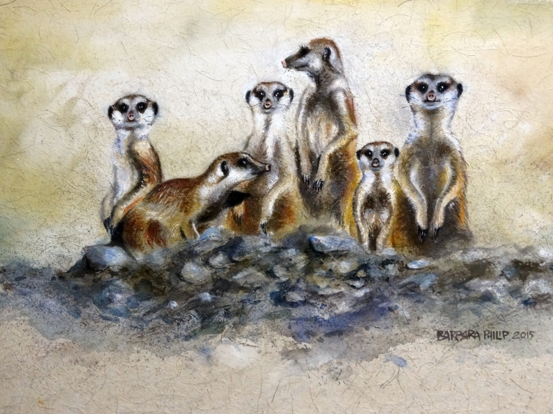 Silvermere Meercats.
