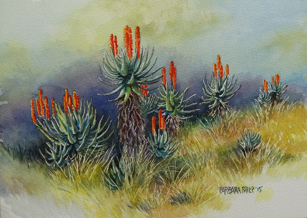 Aloes, colour in the winter.