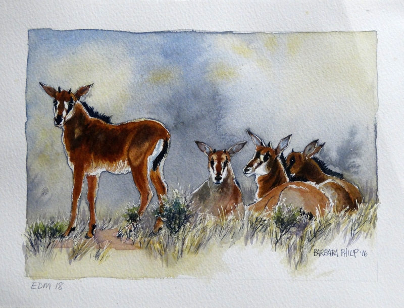 Sable Antelope Nursery