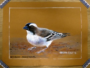 Karoo Bird, the Whitebrowed Sparrow Weaver.