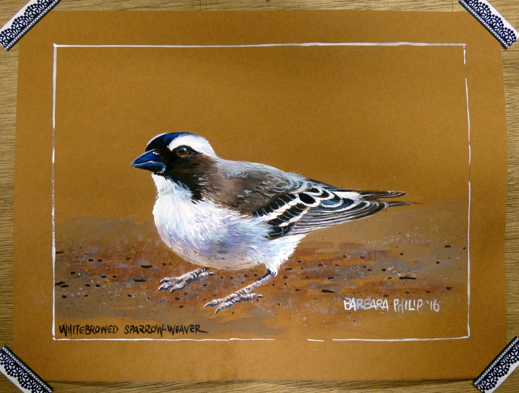 Whitebrowed Sparrow-Weaver